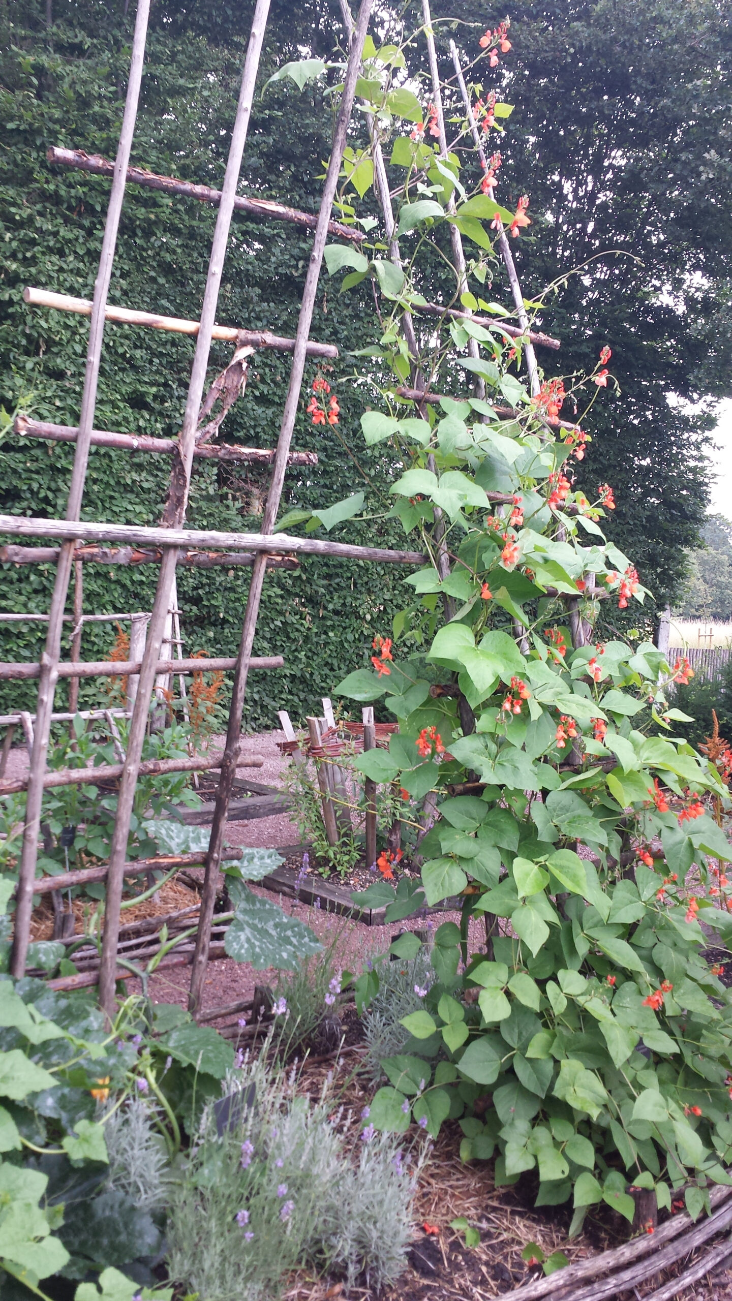 Les déchets verts sont utiles dans les jardins